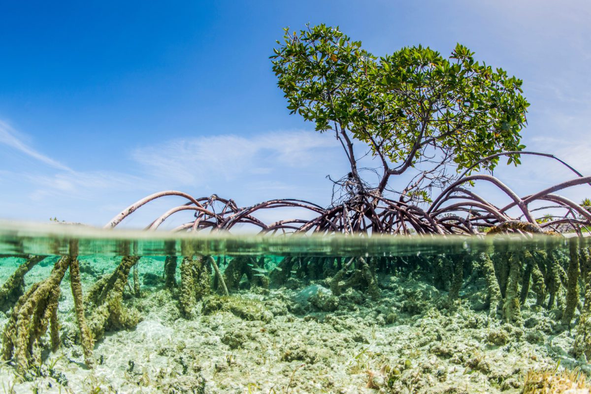 Mangrove sous-marine Azur Spirit